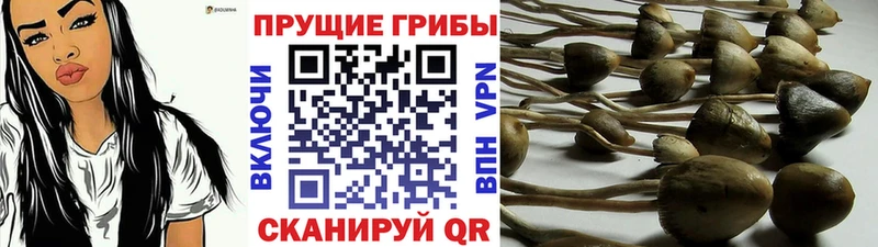 как найти закладки  Южноуральск  Псилоцибиновые грибы GOLDEN TEACHER 